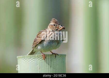 Skylark (Alauda arvensis) im Ury Riverside Park, Inverurie, Aberdeenshire, Schottland, Großbritannien Stockfoto