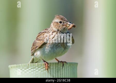 Skylark (Alauda arvensis) im Ury Riverside Park, Inverurie, Aberdeenshire, Schottland, Großbritannien Stockfoto