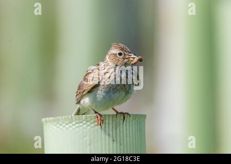 Skylark (Alauda arvensis) im Ury Riverside Park, Inverurie, Aberdeenshire, Schottland, Großbritannien Stockfoto