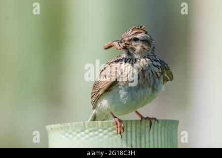 Skylark (Alauda arvensis) im Ury Riverside Park, Inverurie, Aberdeenshire, Schottland, Großbritannien Stockfoto