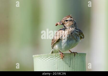 Skylark (Alauda arvensis) im Ury Riverside Park, Inverurie, Aberdeenshire, Schottland, Großbritannien Stockfoto