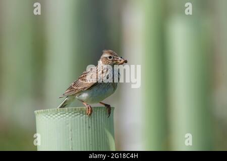 Skylark (Alauda arvensis) im Ury Riverside Park, Inverurie, Aberdeenshire, Schottland, Großbritannien Stockfoto