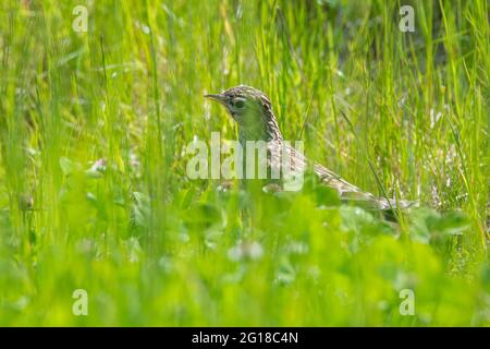 Skylark (Alauda arvensis) im Ury Riverside Park, Inverurie, Aberdeenshire, Schottland, Großbritannien Stockfoto