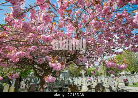 Kirschblüte, St. Machar's Cathedral, Aberdeen, Schottland Stockfoto