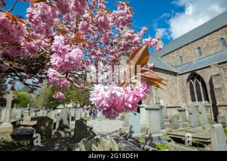 Kirschblüte, St. Machar's Cathedral, Aberdeen, Schottland Stockfoto