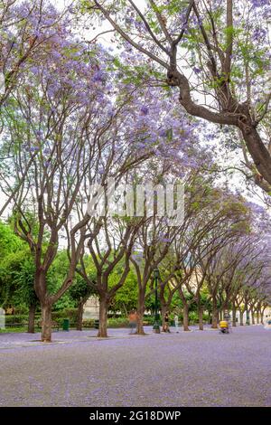 Jacaranda Bäume blühen in Zappion, im Zentrum von Athen, Griechenland, Europa. Stockfoto