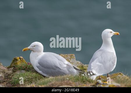 Hering Gull (Larus argentatus) o Cliffs at Fowlsheugh, Aberdeenshire, Scotland, UK Stockfoto