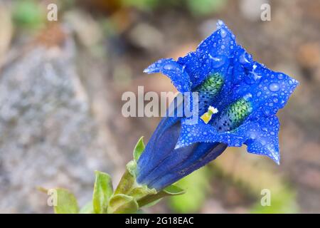 Nasse, blaue, stemless Enzianblüte mit Wassertropfen auf dem Steingarten. Enziana acaulis. Nahaufnahme der ornamentalen Blüte in Trompetenform. Natur Hintergrund. Stockfoto