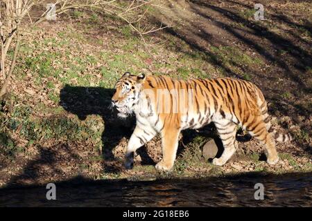 Sibirischer Tiger / Sibirischer Tiger / Panthera tigris altaica Stockfoto