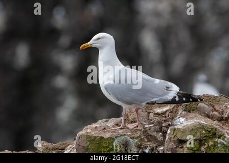 Hering Gull (Larus argentatus) o Cliffs at Fowlsheugh, Aberdeenshire, Scotland, UK Stockfoto