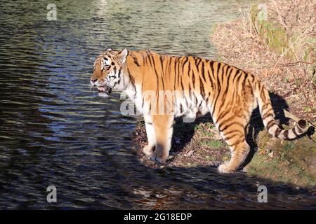 Sibirischer Tiger / Sibirischer Tiger / Panthera tigris altaica Stockfoto