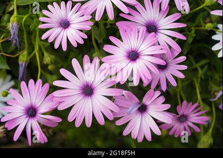 Dimorphotheca blühen. Nahaufnahme von hellvioletten Blüten. Grünes Gras. Schöne Sommernatur. Stockfoto