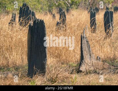 Magnetische Termiten-Mounds, die von Termiten, Amitermes meridionalis, im Northern Territory, hergestellt wurden. Stockfoto