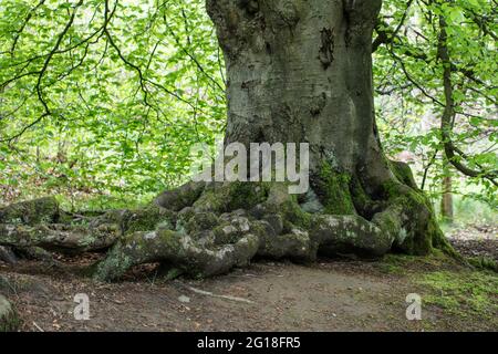 Polkemmet Country Park - ein altes Anwesen verwandelte sich in eine Erholungsressource in den Central Lowlands von Schottland. Stockfoto