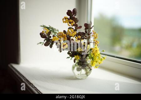 Die Zweige des Berberstbusches mit blühenden gelben Blüten in einer Glasvase auf der Fensterbank. Stockfoto
