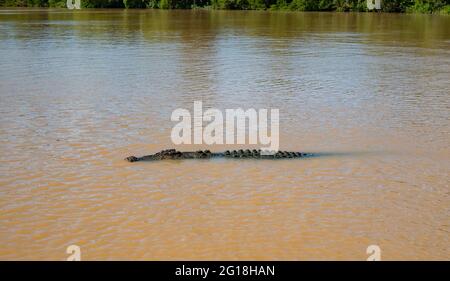 Salzwasser-Krokodil, Crocodylus porosus, auch bekannt als Mündungskrokodil oder Salzie. Stockfoto