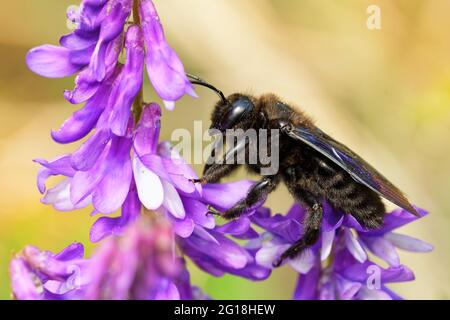 Europäische Zimmermannsbiene - Xylocopa violacea die europäische, auch in Asien beheimatet, verbreitete Art der Zimmermannsbiene, die größte Biene Europas, macht ihre Nester i Stockfoto