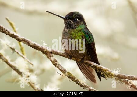 Talamanca (bewunderungswert) Kolibri - Eugenes spectabilis ist ein großer Kolibri, der in Costa Rica und Panama lebt. Schöne grüne und blaue Farbe nicht vis Stockfoto