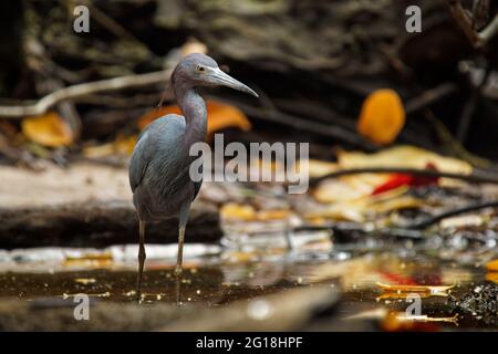 Kleiner Blaureiher - Egretta caerulea kleiner Reiher aus der Familie Ardeidae, die in den Golfstaaten USA, Mittelamerika und der Karibik südlich brüten Stockfoto