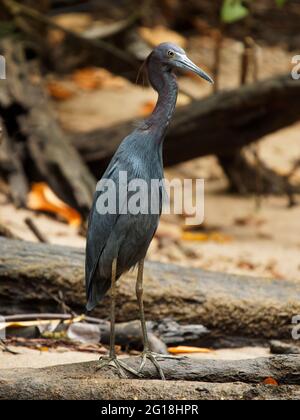 Kleiner Blaureiher - Egretta caerulea kleiner Reiher aus der Familie Ardeidae, die in den Golfstaaten USA, Mittelamerika und der Karibik südlich brüten Stockfoto