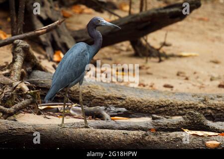 Kleiner Blaureiher - Egretta caerulea kleiner Reiher aus der Familie Ardeidae, die in den Golfstaaten USA, Mittelamerika und der Karibik südlich brüten Stockfoto