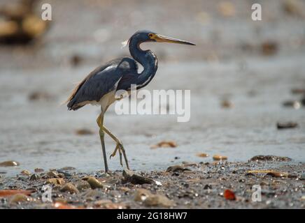 Tricolored Heron - Egretta tricolor, früher Louisiana Reiher, kleine Reiher, die in Küstenregionen Amerikas beheimatet sind, langbeiniger Wasservögel Stockfoto