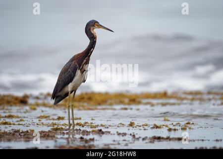 Tricolored Heron - Egretta tricolor, früher Louisiana Reiher, kleine Reiher, die in Küstenregionen Amerikas beheimatet sind, langbeiniger Wasservögel Stockfoto