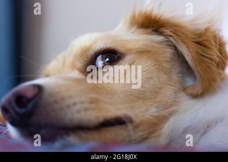 Nahaufnahme bei einem fürchteten Blick auf einen hellbraunen Retriever-Hund, der im Bett liegt. Niedliche Hunde Welpen suchen wachsam und verängstigt. Heim Haustier, Angst Konzepte Stockfoto