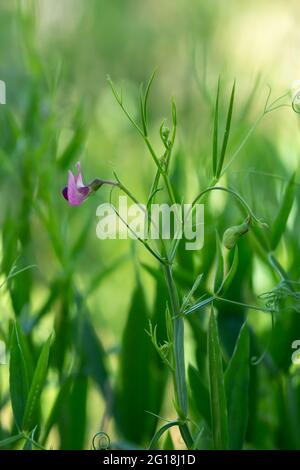 Blühende, schmal-blättrige Erbse, Lathyrus sylvestris Stockfoto