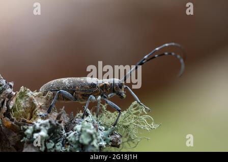 Kiefer-sägekäfer, Monochamus galloprovincialis auf Flechten Stockfoto