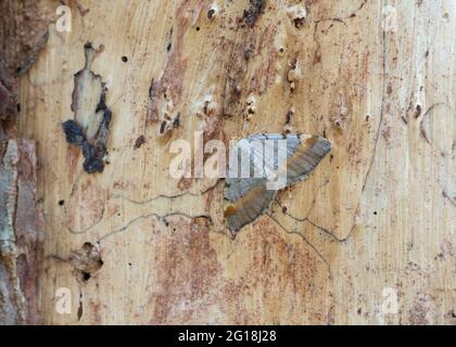 Waldkiefer, Macaria liturata ruht auf Kiefernholz Stockfoto