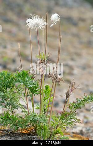 Übergeblasene kleine Pasquenblüte, Pulsatilla pratensis-Sämchenkopf Stockfoto