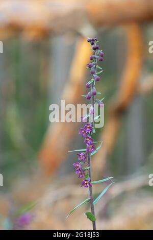 Blühender dunkelroter Helleborine, Epipactis atrorubens, Pinienwald im Hintergrund Stockfoto