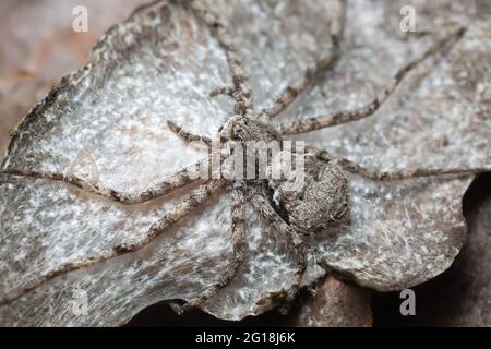 Laufende Krabbenspinne, Philodromus margaritatus auf Kiefernrinde Stockfoto