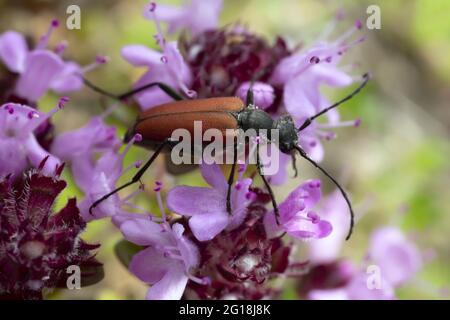 Anastrangalia-Langhornkäfer, der sich am Backland-Thymian ernährt Stockfoto