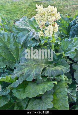 Blühender Rhabarber 'Rheum rhabarbarum', wächst im Garten. Stockfoto