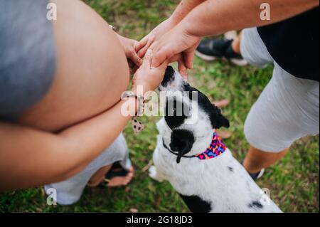 Hochkant aufgenommen von einer Schwangeren und ihrem Partner, der mit einem Jack Russell Terrier in einem Park spielt Stockfoto