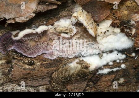 Trichaptum fuscoviolaceum wächst auf Kiefernstamm Stockfoto