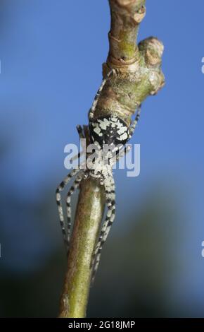 Philodromid-Krabbenspinne, Philodromus margaritatus auf Zweig Stockfoto