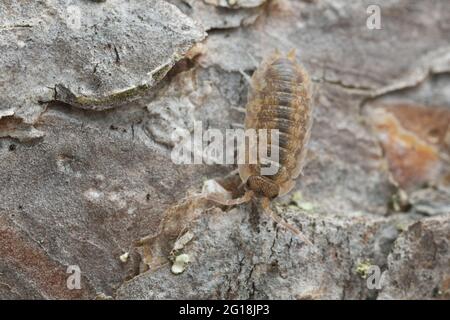 Gemeine gestreifte Waldlaus, Philoscia muscorum auf Kiefernrinde Stockfoto