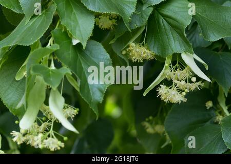 Nahaufnahme von blühendem Kalk im Sommer Stockfoto