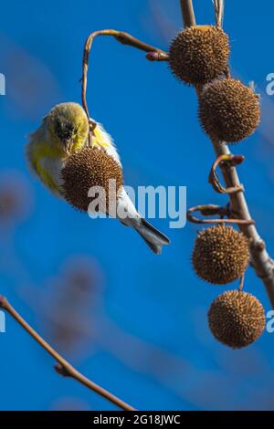 Amerikanischer Goldfink (Carduelis tristis), der Anfang des Frühlings Sycamore-Baumsamen (Platanus occidentalis) frisst Stockfoto