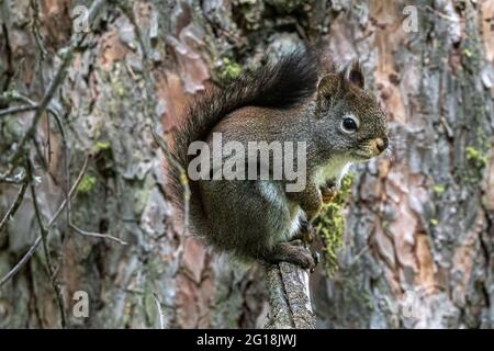 Amerikanisches Rotes Eichhörnchen (Tamiasciurus Hudsonicus)