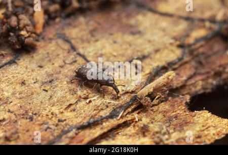 Weevil, Dryophthorus corticalis auf Kiefernholz Stockfoto