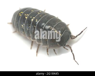 Gewöhnlicher Pillenwanze, Armadillidium vulgare auf weißem Hintergrund isoliert, Makrofoto Stockfoto