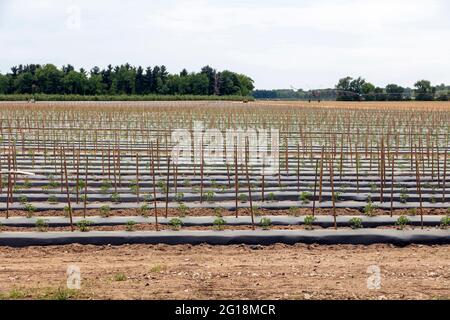 Kommerzielle Tomatenfarm, Summer Planting, S. Michigan, USA von James D Coppinger/Dembinsky Photo Assoc Stockfoto