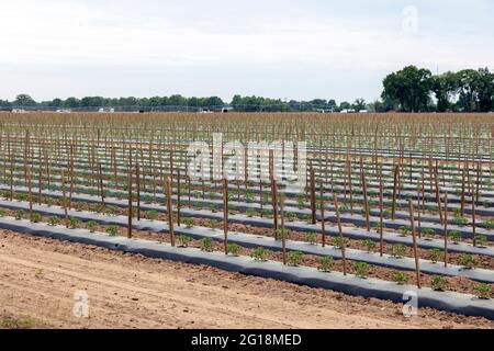 Kommerzielle Tomatenfarm, Summer Planting, S. Michigan, USA von James D Coppinger/Dembinsky Photo Assoc Stockfoto