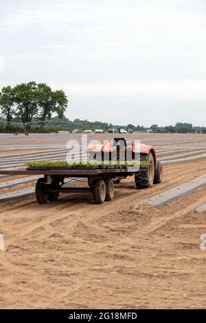 Kommerzielle Tomatenfarm, Summer Planting, S. Michigan, USA von James D Coppinger/Dembinsky Photo Assoc Stockfoto