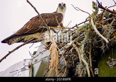 Ein Fischadler sitzt am 29. Mai 2021 in Biloxi, Mississippi, neben dem Nest, das er mit seinem Kumpel teilt. Stockfoto