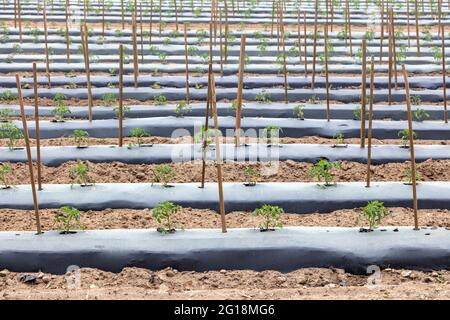 Kommerzielle Tomatenfarm, Summer Planting, S. Michigan, USA von James D Coppinger/Dembinsky Photo Assoc Stockfoto